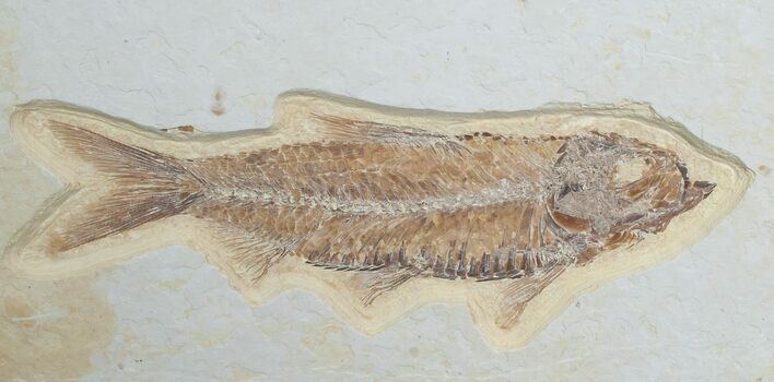 Knightia Fish Fossil - Wyoming #6578
